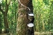 Giá cao su kỳ hạn tại Tokyo ngày 29/3 giảm do giá dầu suy yếu, đồng yên tăng
